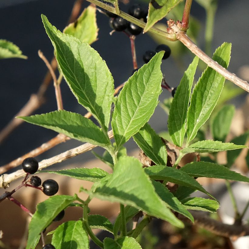 Sabugueiro Haidegg 17 - Sambucus nigra (Folhagem)
