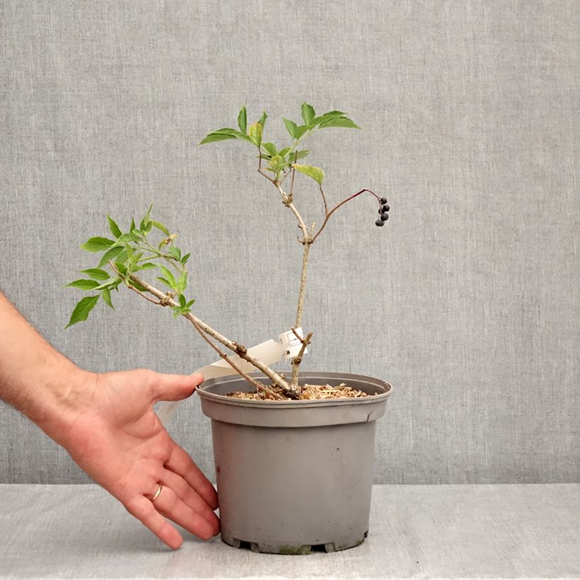 Amostra de Sabugueiro Haidegg 17 - Sambucus nigra Vaso de 3 L/4 L, Tufo tal como entregue no verão
