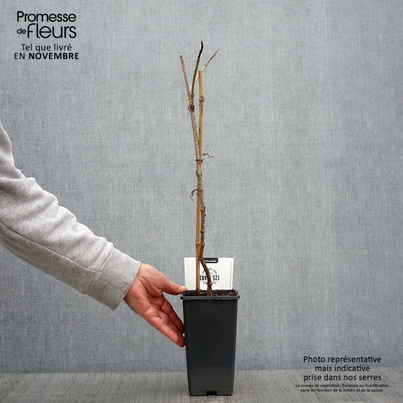 Amostra de Sabugueiro Korsor - Sambucus nigra Vaso de 1,5 L/2 L, Arbusto tal como entregue no outono