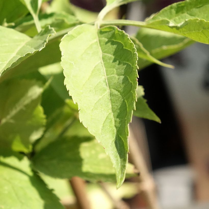 Sabugueiro Korsor - Sambucus nigra (Folhagem)