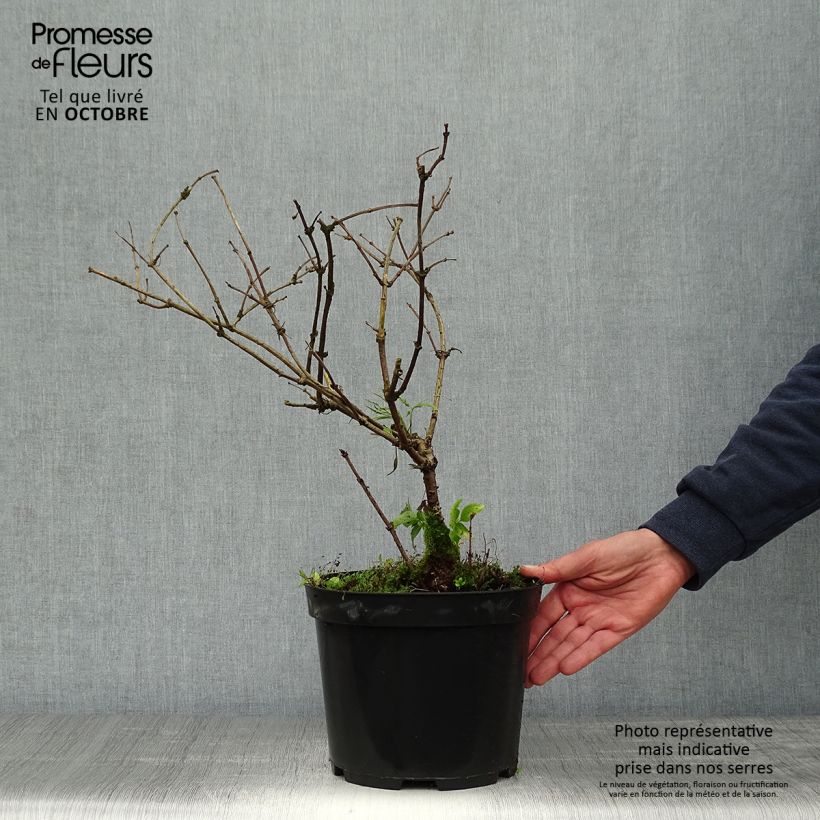 Amostra de Sambucus nigra Linearis Vaso de 3 L/4 L tal como entregue no outono