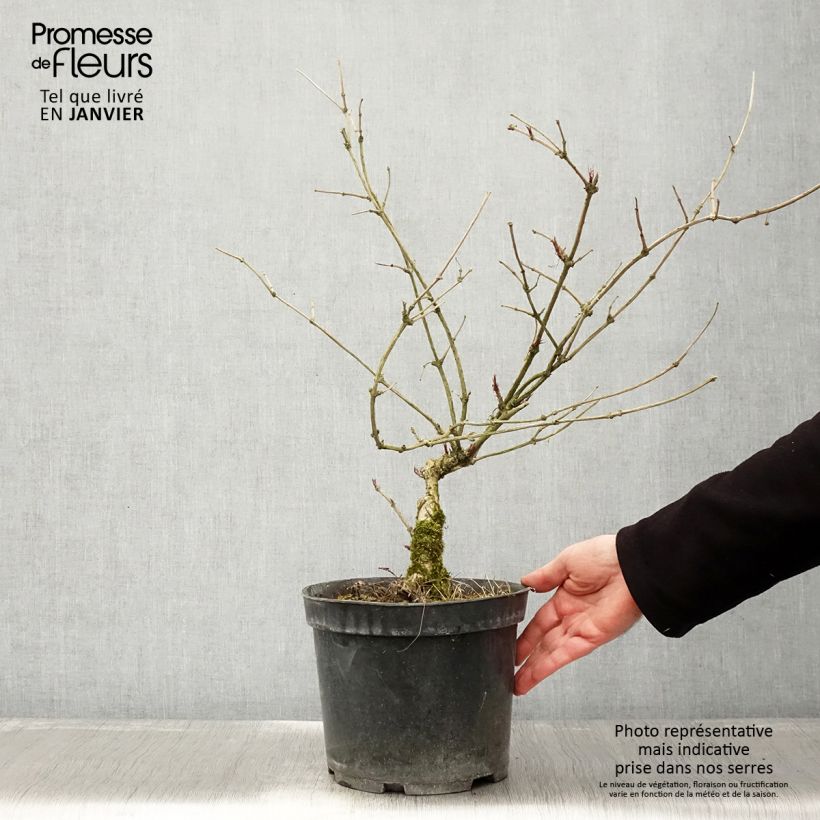 Amostra de Sureau noir - Sambucus nigra Linearis Pot de 3L/4L tal como entregue no inverno