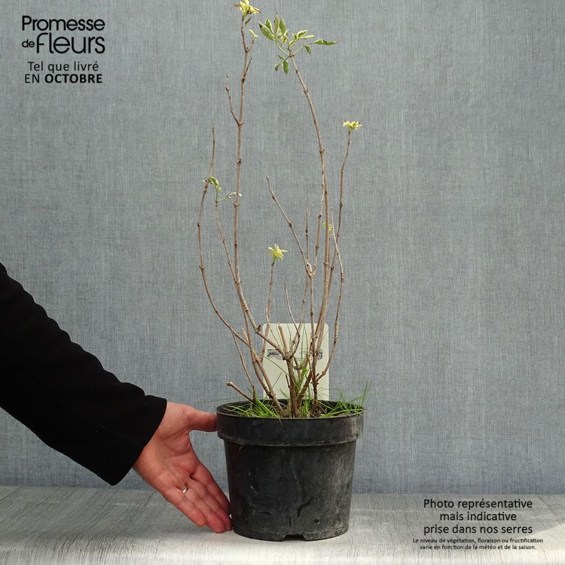 Amostra de Sambucus nigra Madonna - Sabugueiro Vaso de 3 L/4 L tal como entregue no outono