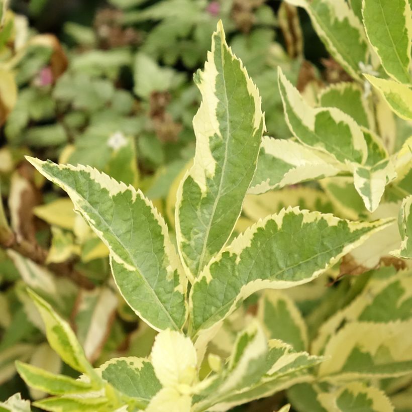 Sambucus nigra Madonna (Folhagem)