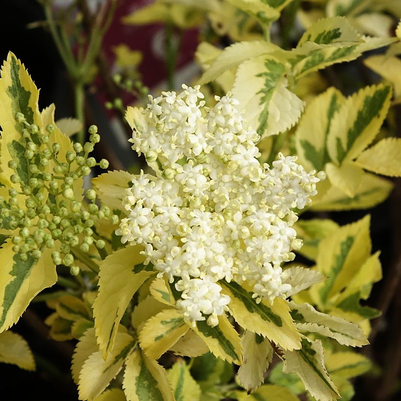 Sambucus nigra Madonna (Floração)