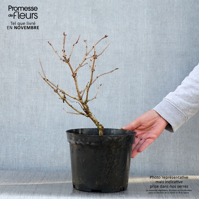 Amostra de Sureau noir - Sambucus nigra Marion Bull Pot de 4L/5L tal como entregue no outono