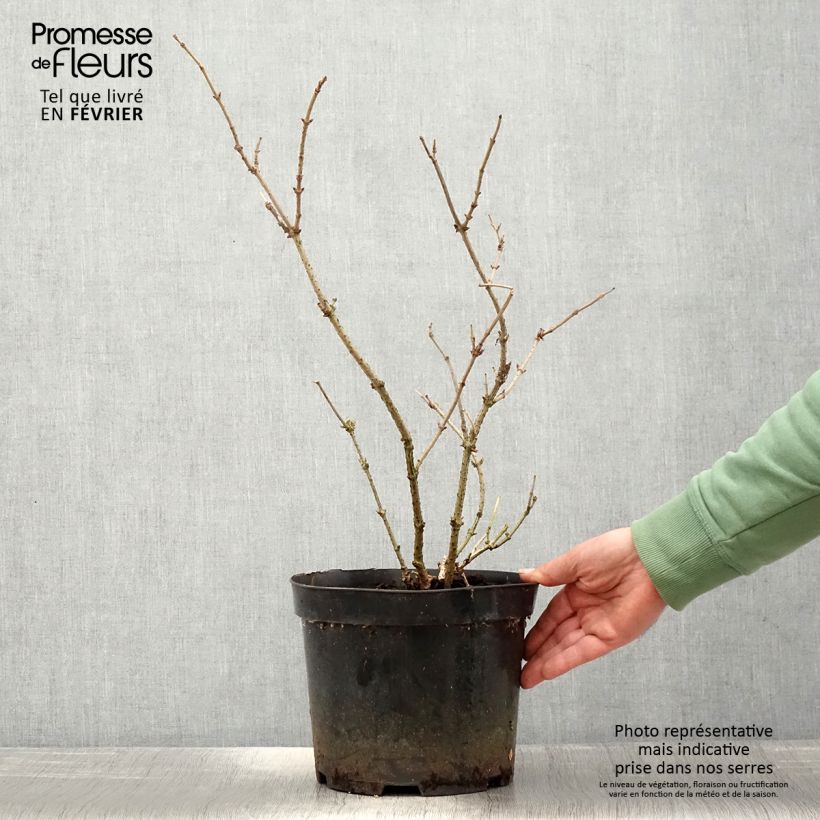 Amostra de Sureau noir - Sambucus nigra Marion Bull Vaso de 4 L/5 L tal como entregue no inverno