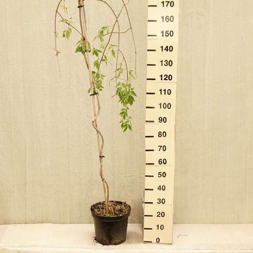 Amostra de Sambucus nigra Pendula Vaso de 7,5 L/10 L tal como entregue no verão