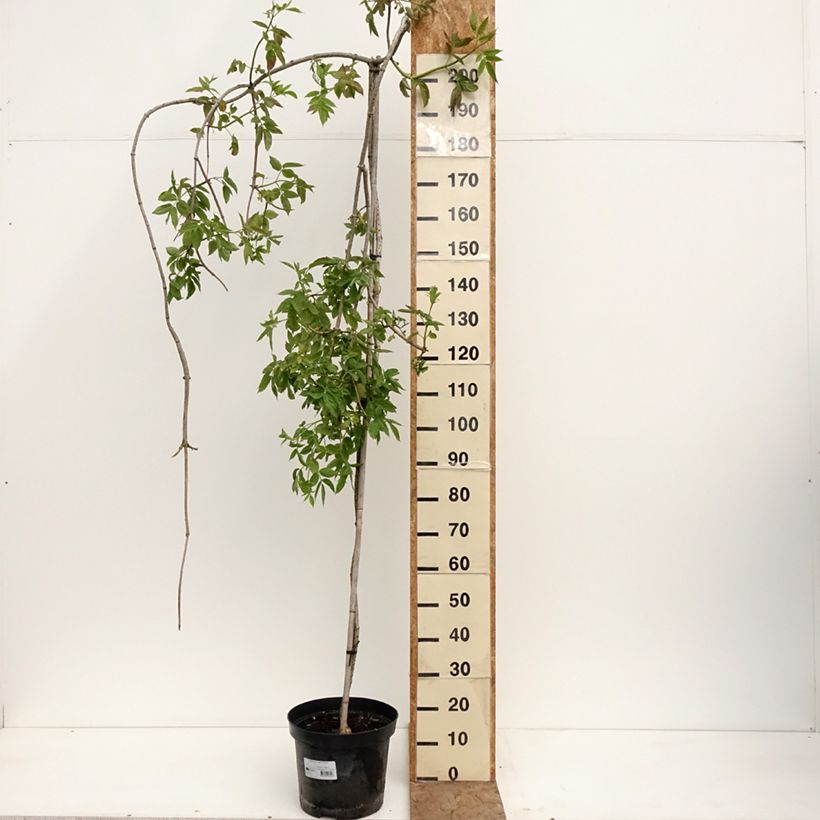 Amostra de Sambucus nigra Pendula Vaso de 7,5 L/10 L tal como entregue na primavera