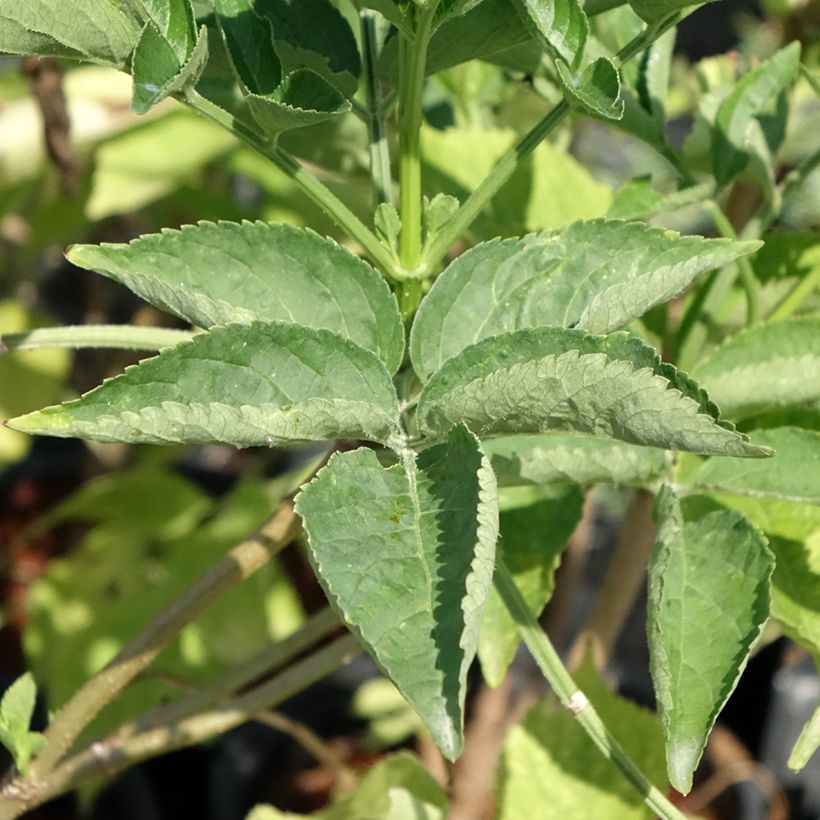 Sambucus nigra - Sabugueiro (Folhagem)