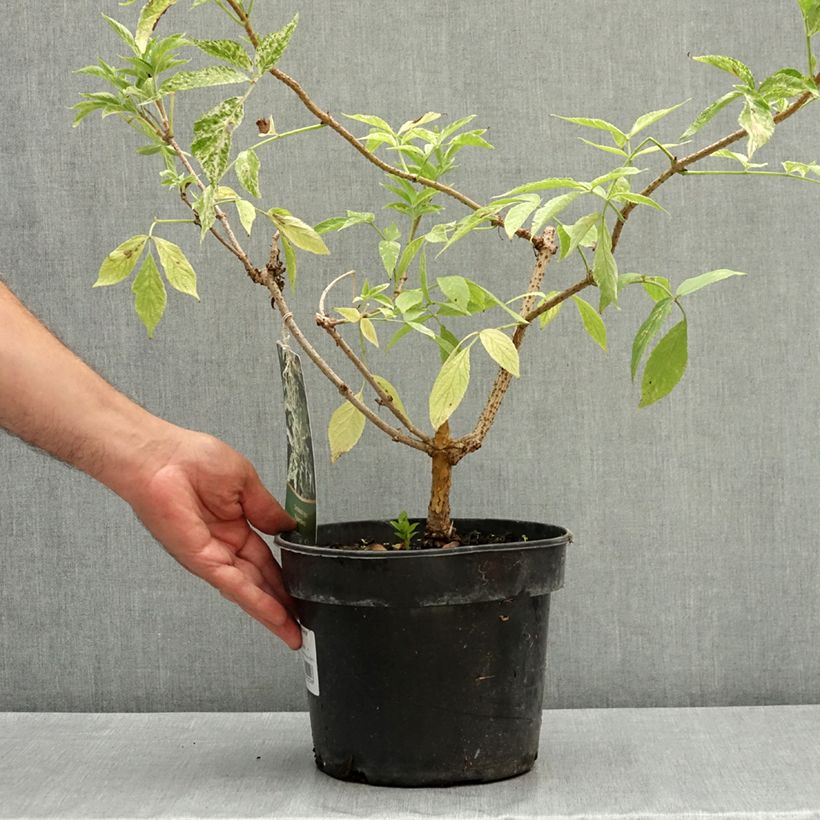Amostra de Sambucus nigra Pulverulenta Vaso de 3 L/4 L tal como entregue no verão