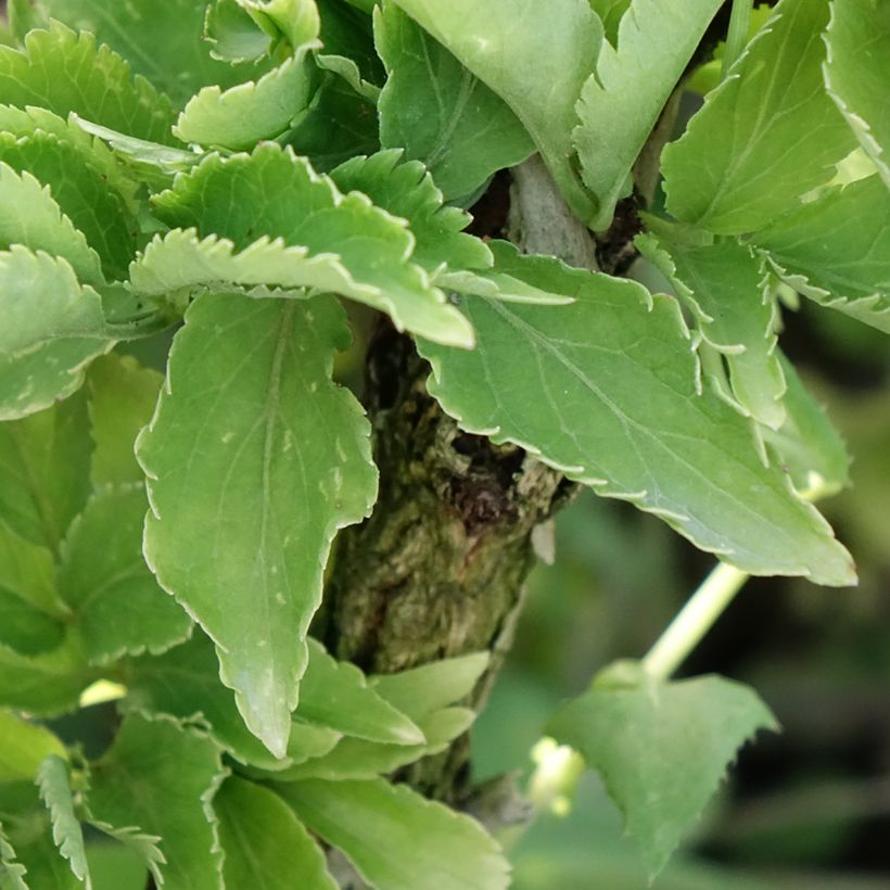 Sambucus nigra Pyramidalis (Folhagem)