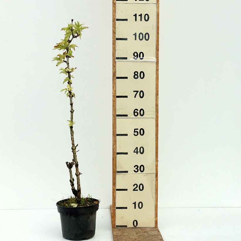 Amostra de Sambucus nigra Pyramidalis Vaso de 4 L/5 L tal como entregue no verão
