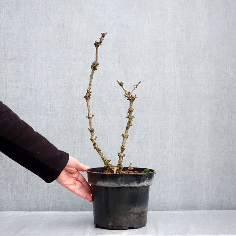Amostra de Sureau noir - Sambucus nigra Pyramidalis Pot de 4L/5L tal como entregue no inverno