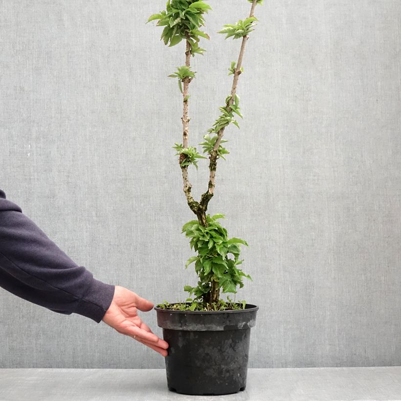 Amostra de Sureau noir - Sambucus nigra Pyramidalis Pot de 4L/5L tal como entregue na primavera