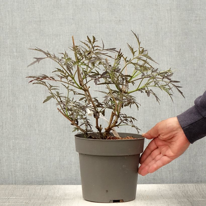 Amostra de Sambucus nigra Straight Laced Vaso de 3 L/4 L tal como entregue no verão