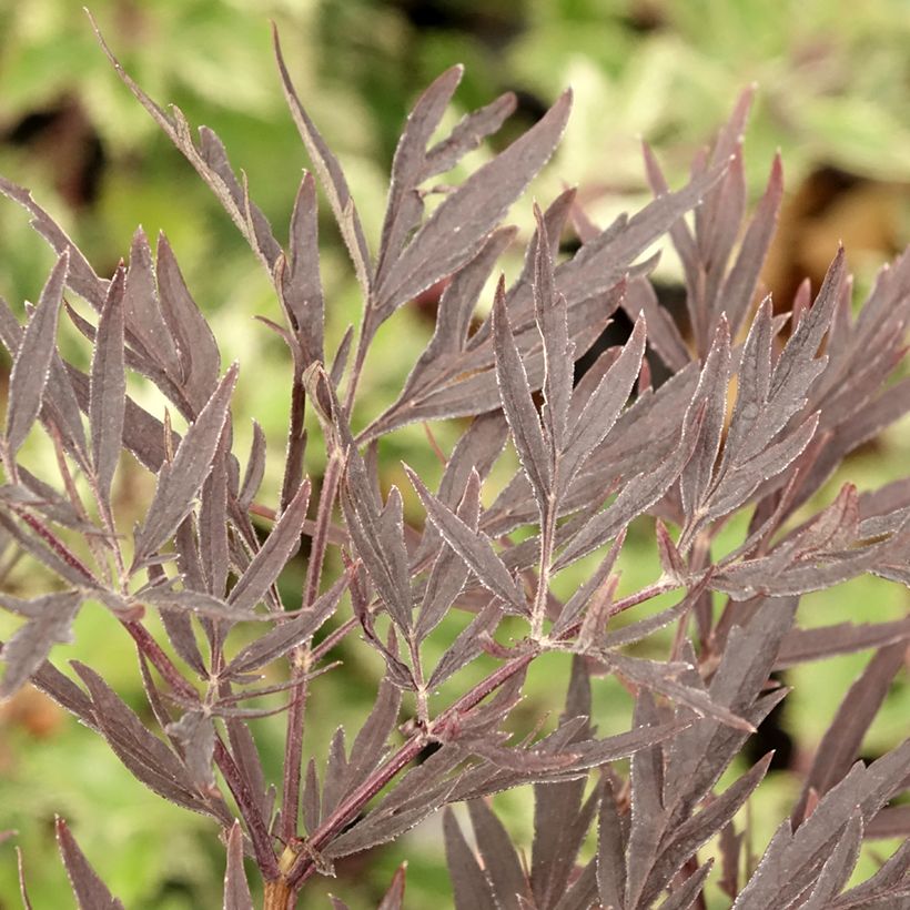 Sambucus nigra Straight Laced (Folhagem)