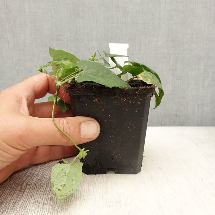 Amostra de Suzanne-aux-yeux-noirs - Thunbergia Tangerine Slice Godet de 8/9 cm tal como entregue na primavera