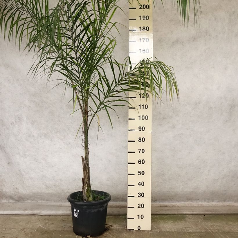 Amostra de Syagrus romanzoffiana Vaso de 20 L/25 L tal como entregue no outono