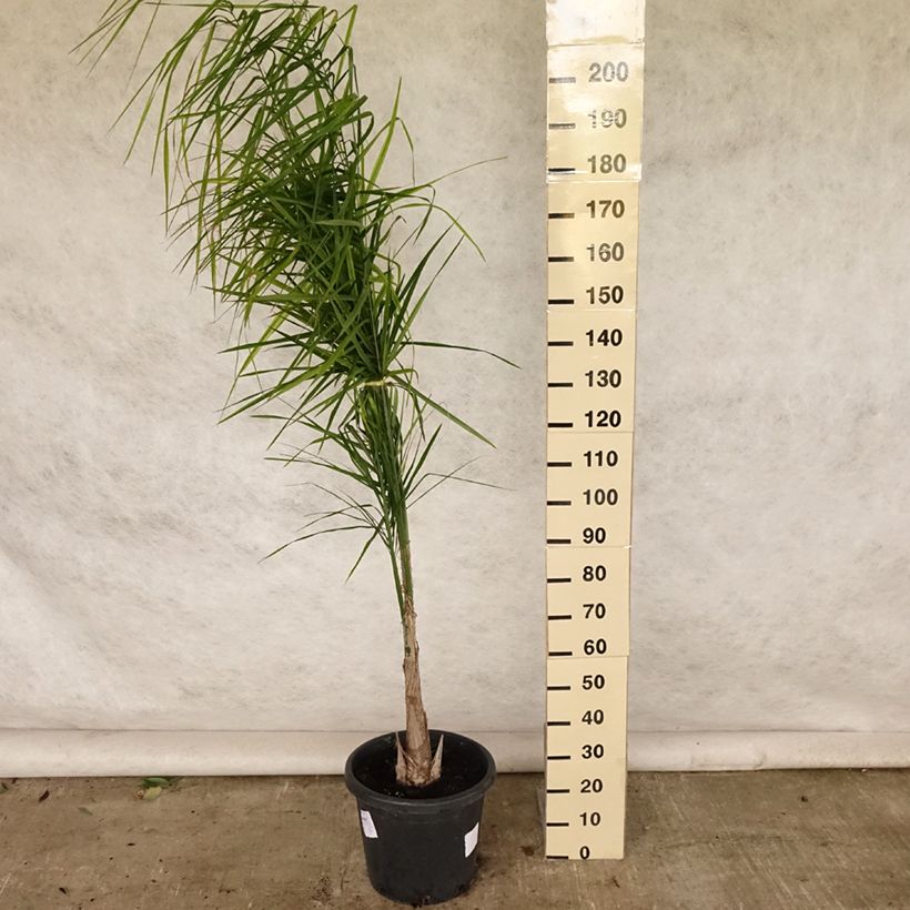 Amostra de Syagrus romanzoffiana Vaso de 20 L/25 L tal como entregue no verão