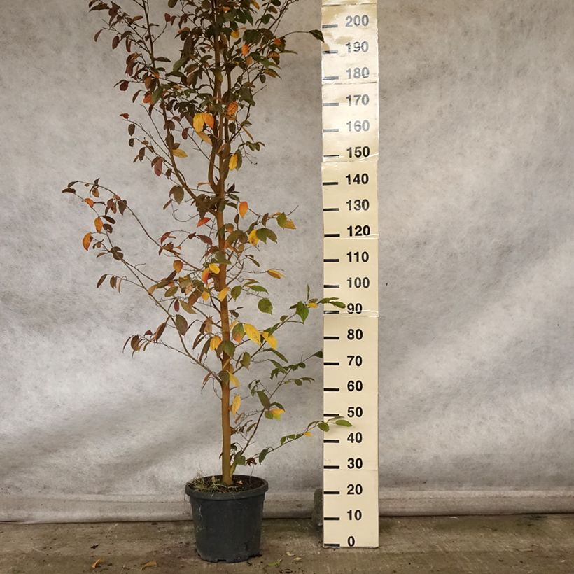 Amostra de Sycoparrotia semidecidua Autunno Rosso Vaso de 12 L/15 L tal como entregue no outono