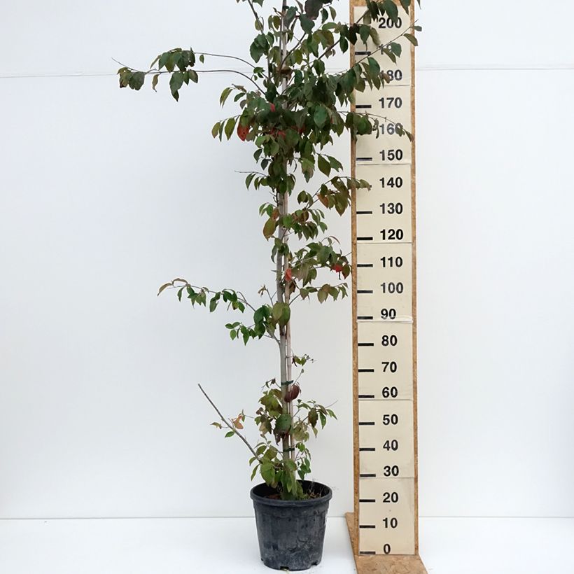 Amostra de Sycoparrotia semidecidua Autunno Rosso Vaso de 12 L/15 L tal como entregue no verão