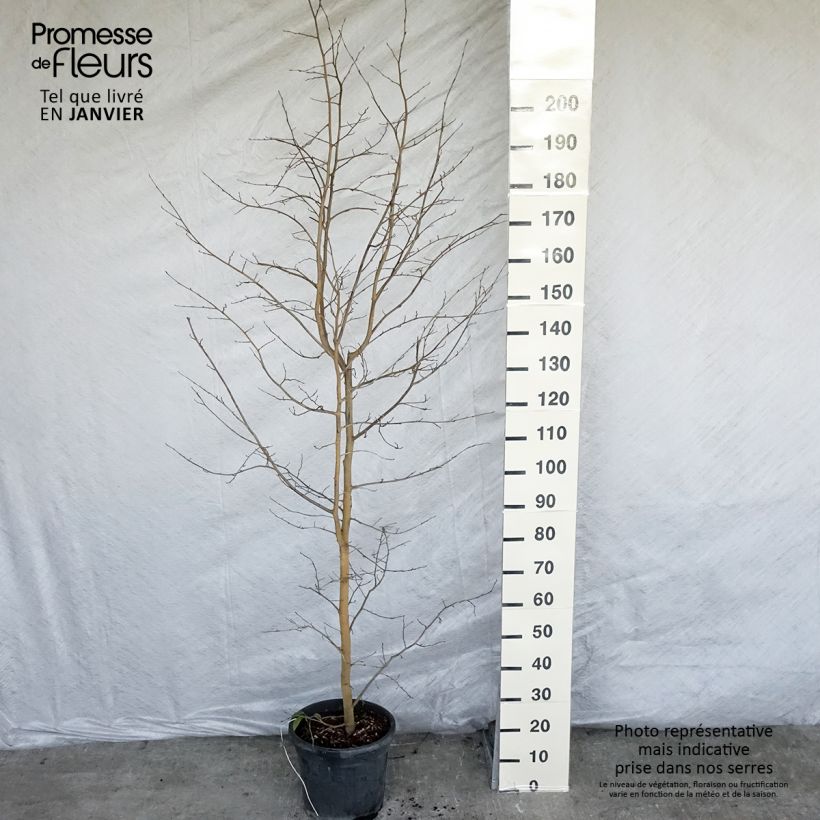 Amostra de Sycoparrotia semidecidua Autunno Rosso Vaso de 12 L/15 L tal como entregue no inverno