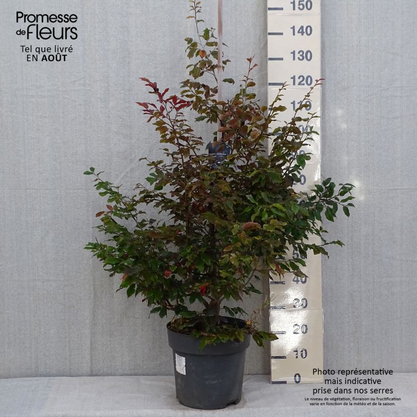 Amostra de Sycoparrotia semidecidua Purple Haze Vaso de 12 L/15 L tal como entregue no verão