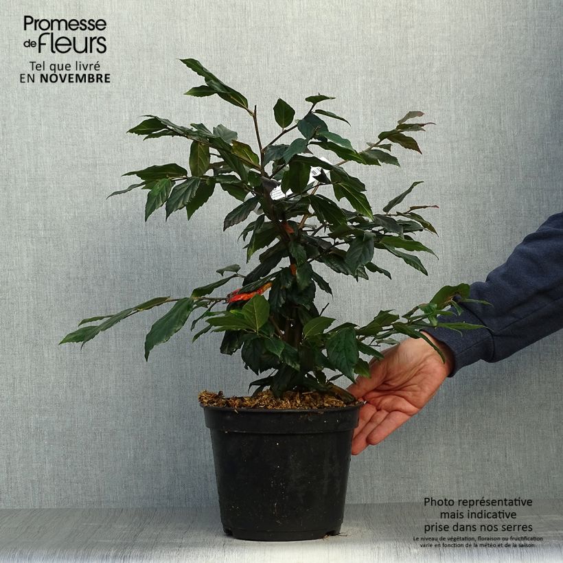 Amostra de Sycoparrotia semidecidua Purple Haze Vaso de 3 L/4 L tal como entregue no outono