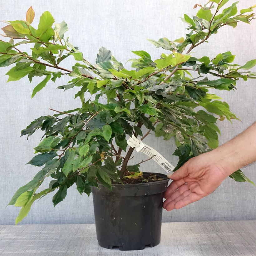 Amostra de Sycoparrotia semidecidua Purple Haze Vaso de 3 L/4 L tal como entregue no verão