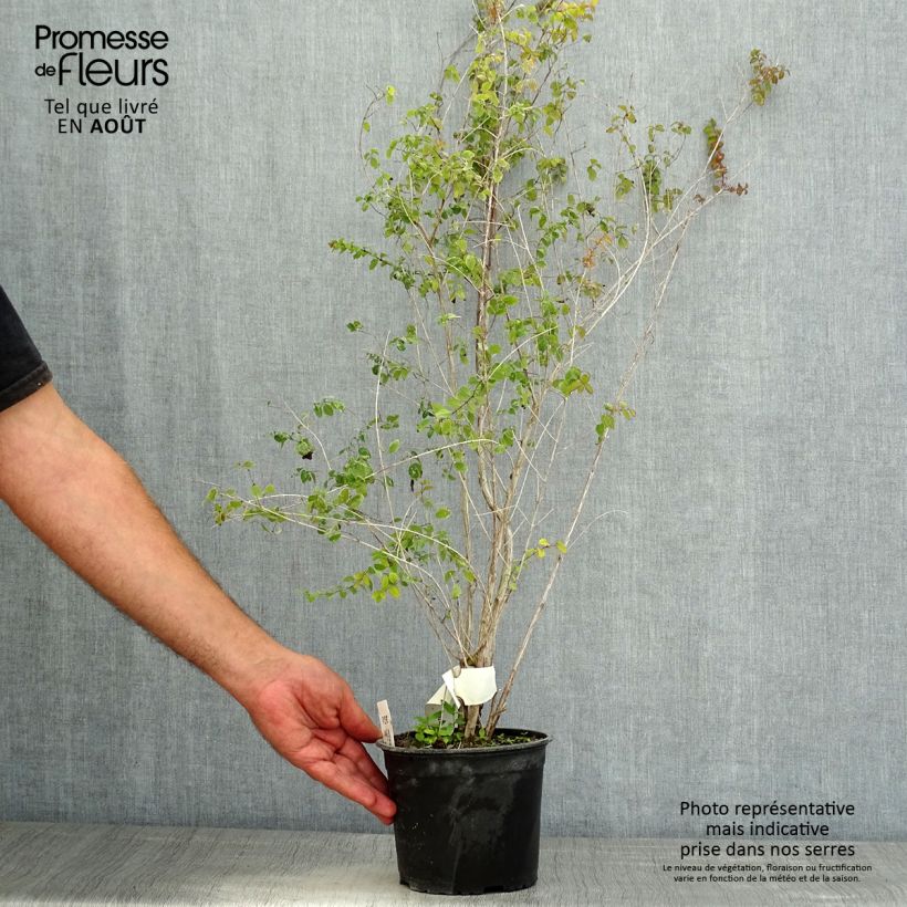 Amostra de Symphoricarpos chenaultii Vaso de 2 L/3 L tal como entregue no verão