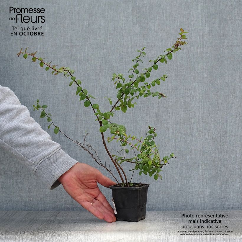 Amostra de Symphoricarpos chenaultii Hancock Vaso de 8/9 cm tal como entregue no outono