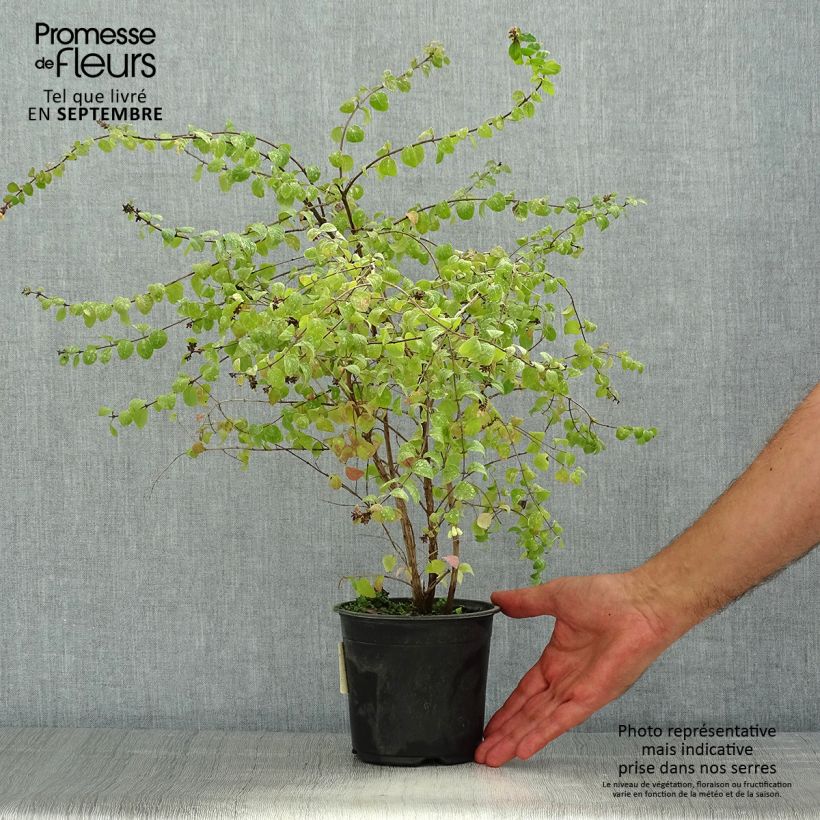 Amostra de Symphoricarpos chenaultii Hancock Vaso de 1 L/1,5 L tal como entregue no verão