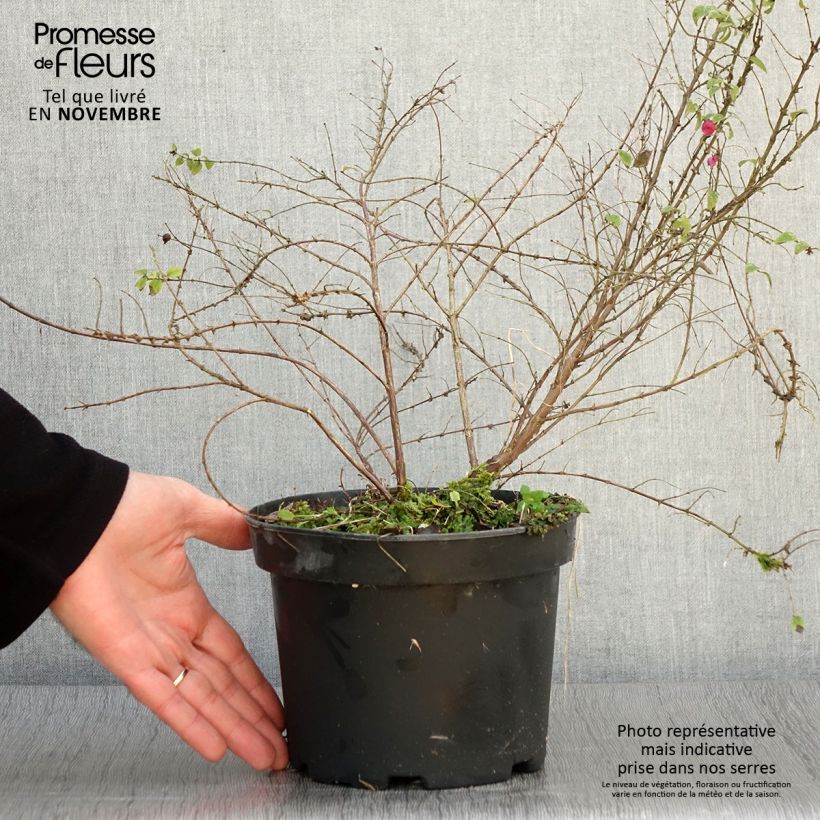 Amostra de Symphoricarpos chenaultii Hancock Vaso de 2 L/3 L tal como entregue no outono