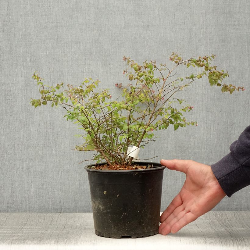 Amostra de Symphoricarpos chenaultii Hancock Vaso de 2 L/3 L tal como entregue no verão