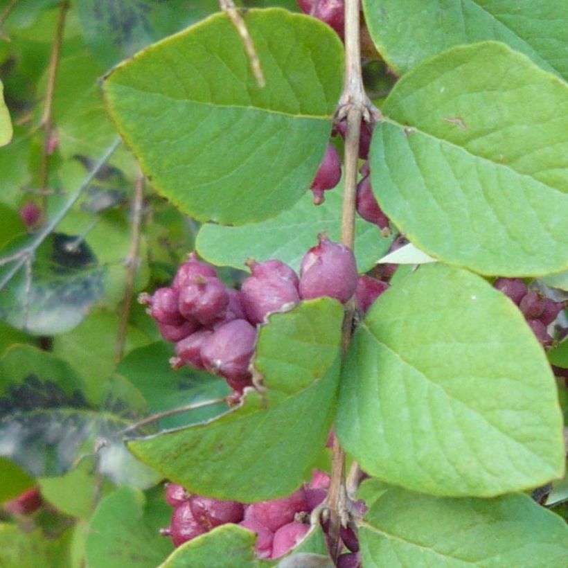 Symphoricarpos orbiculatus (Folhagem)