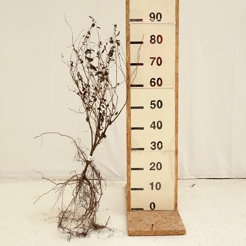 Amostra de Symphoricarpos albus - Uva-de-neve Raízes nuas tal como entregue no inverno