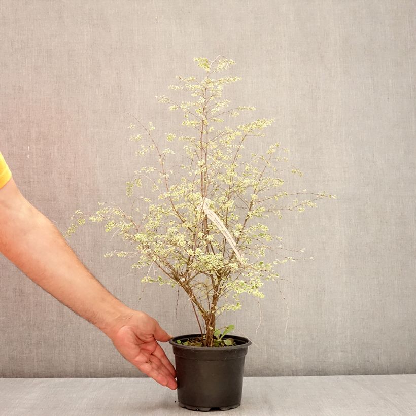 Amostra de Symphorine de Chenault Fiesta Berry - Symphoricarpos chenaultii Vaso de 2 L/3 L tal como entregue no verão