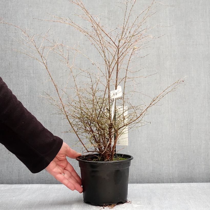 Amostra de Symphoricarpos chenaultii Fiesta Berry Vaso de 2 L/3 L tal como entregue no inverno