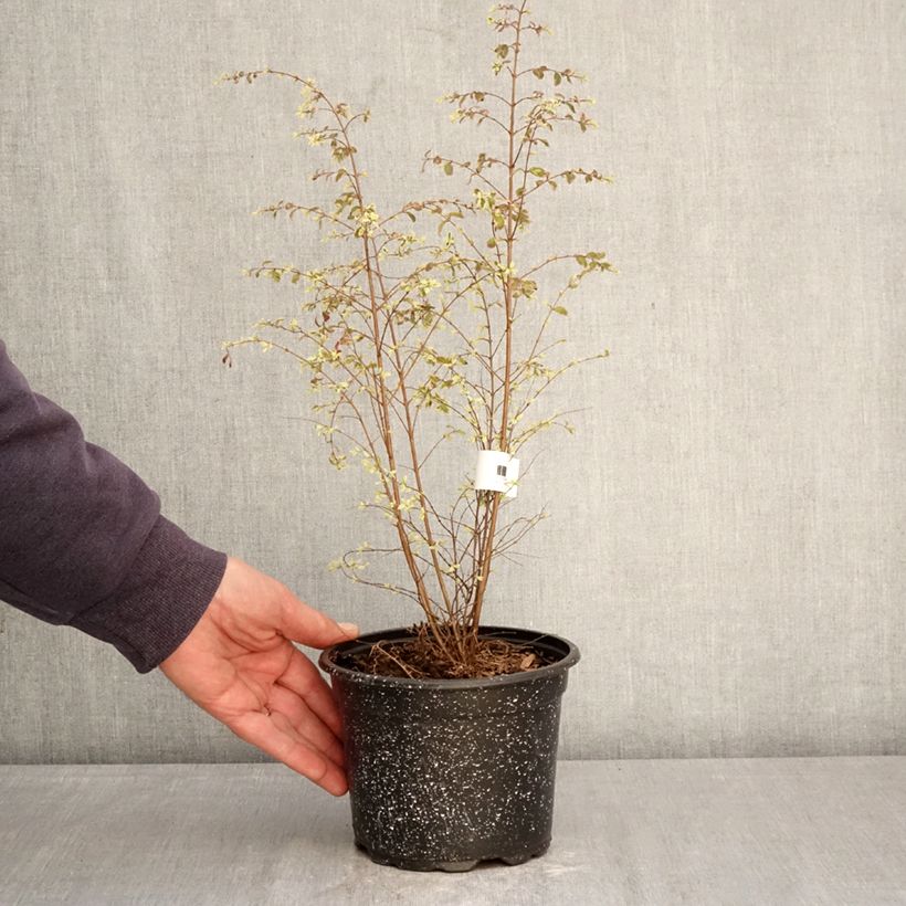 Amostra de Symphoricarpos chenaultii Fiesta Berry Vaso de 2 L/3 L tal como entregue na primavera