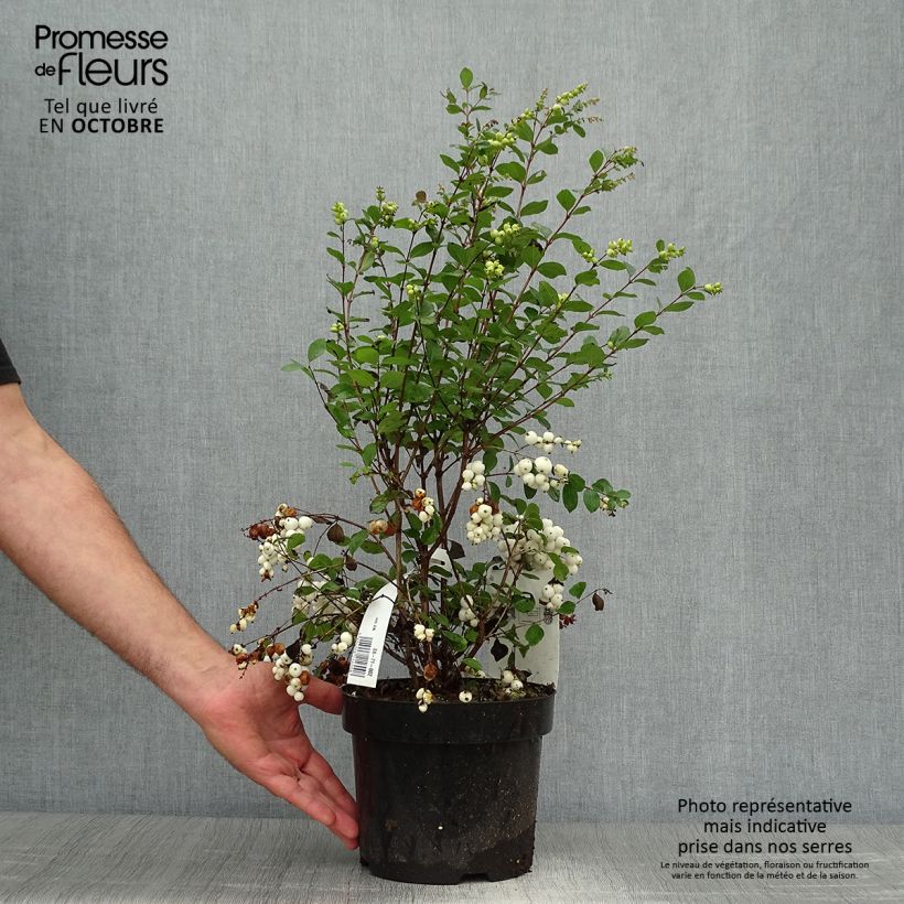 Amostra de Symphoricarpos doorenbosii Magical Galaxy Vaso de 3 L/4 L tal como entregue no outono