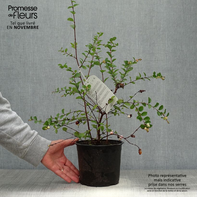 Amostra de Symphoricarpos doorenbosii Mother of Pearl Vaso de 2 L/3 L tal como entregue no outono