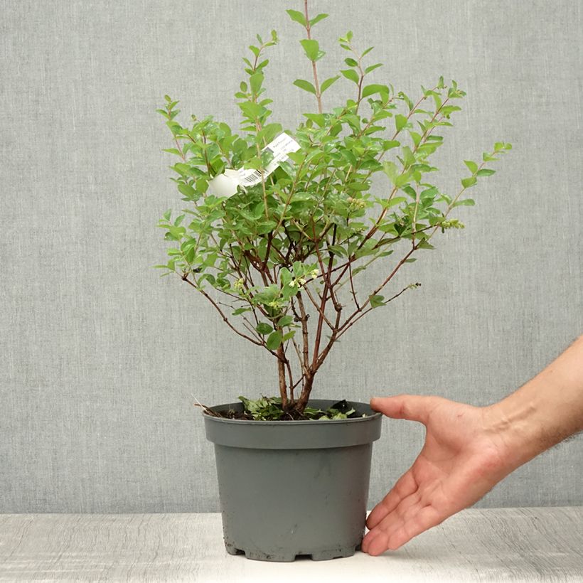 Amostra de Symphoricarpos doorenbosii Mother of Pearl Vaso de 2 L/3 L tal como entregue no verão