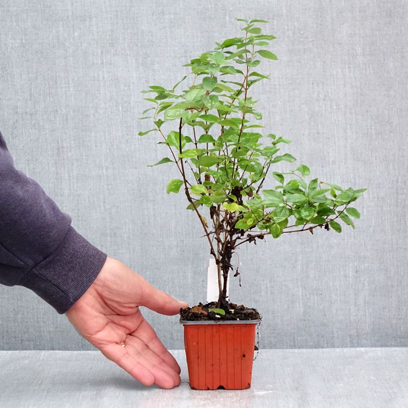 Amostra de Symphoricarpos doorenbosii White Hedge Vaso de 8/9 cm tal como entregue no outono