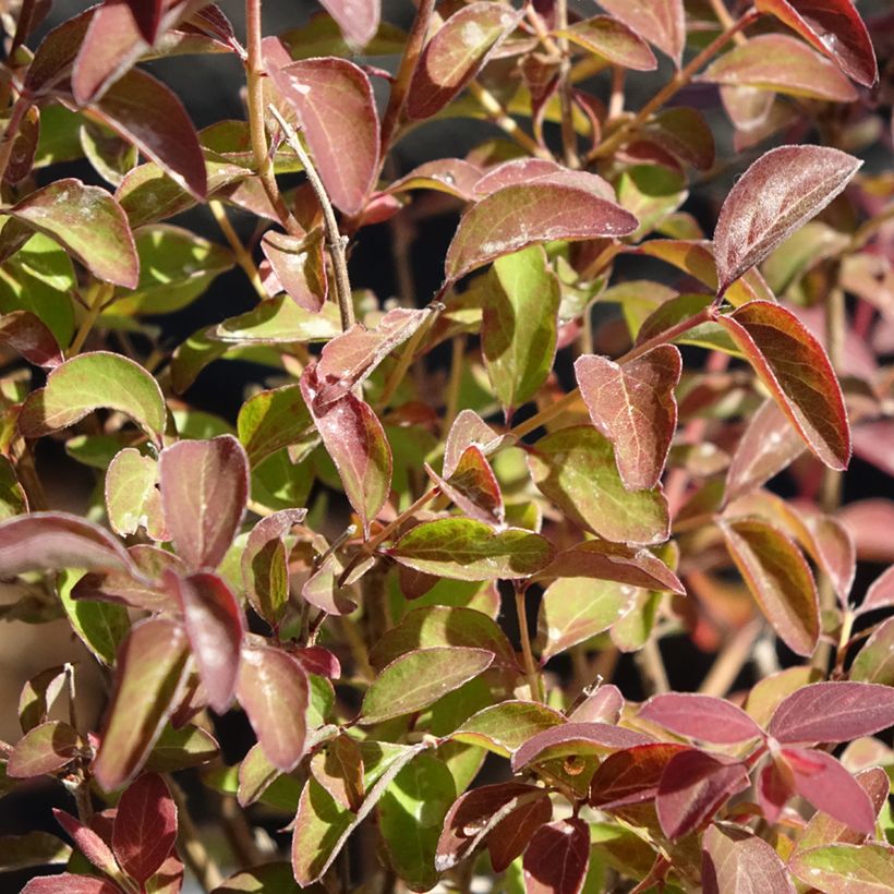 Symphoricarpos doorenbosii Magical Berry Christmas (Folhagem)