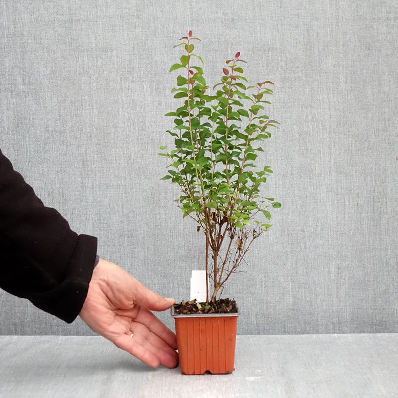 Amostra de Symphoricarpos doorenbosii Magical Berry Christmas Vaso de 8/9 cm tal como entregue no outono