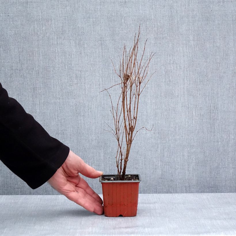 Amostra de Symphorine - Symphoricarpos Magical Berry Christmas Godet de 8/9 cm tal como entregue no inverno