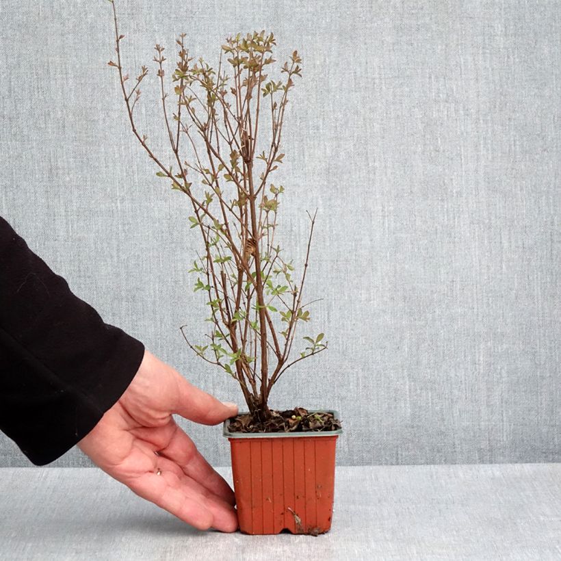 Amostra de Symphoricarpos doorenbosii Magical Berry Christmas Vaso de 8/9 cm tal como entregue na primavera