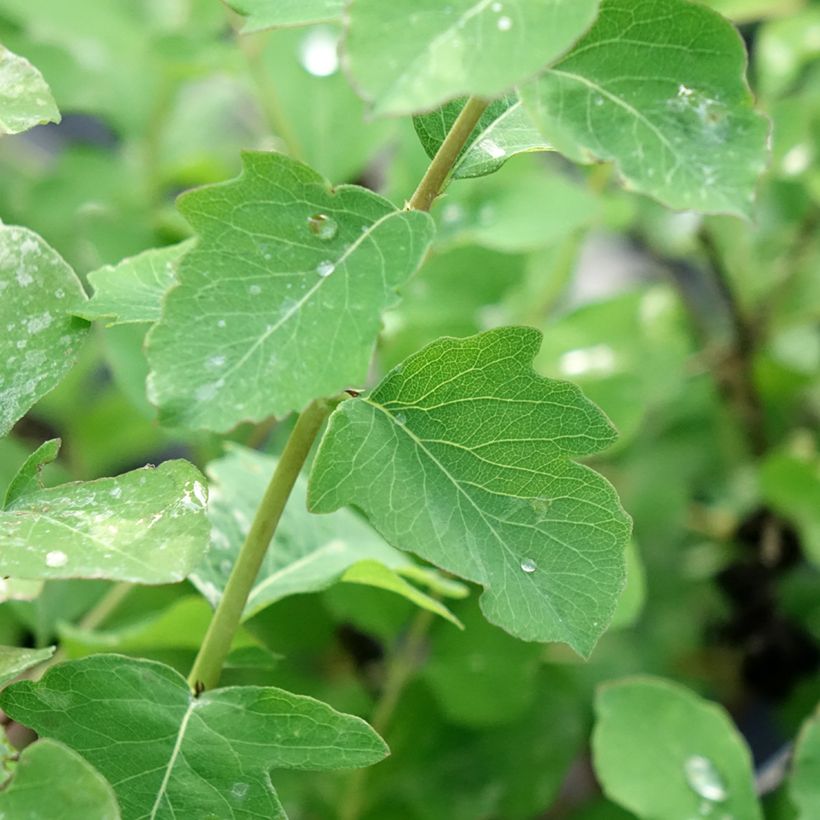 Symphoricarpos orbiculatus Symphony Rave (Folhagem)