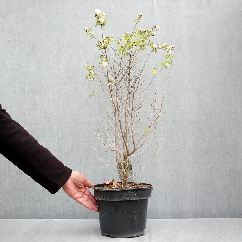 Amostra de Symphoricarpos orbiculatus Symphony Rave Vaso de 4 L/5 L tal como entregue no outono